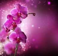 Фреска Орхидея абстракт в розовом цвете