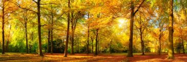 Фотообои Осенний парк в лучах солнца