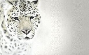 Фотообои Леопард