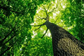 Фотообои Зеленое дерево
