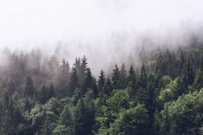 Фреска Лес и туман
