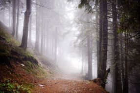 Фреска Туман в лесу