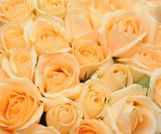 Фотообои Кремовые розы