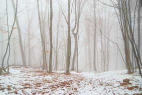 Фотообои Зимний лес