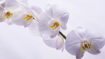 Фотообои Цветы белой орхидеи