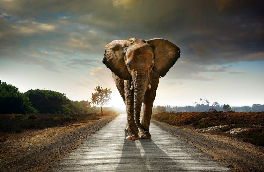Картина на холсте слон на гладкой дороге уходящей вдаль, арт hd0660601