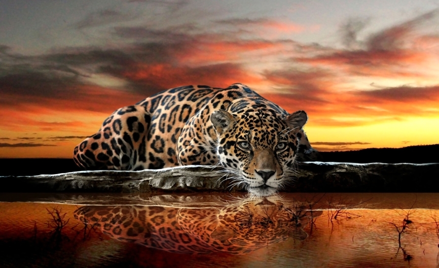 Картина на холсте Нежный котик из джунглей на фоне заката, арт hd1607801